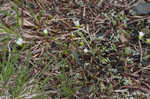 Greenland stitchwort